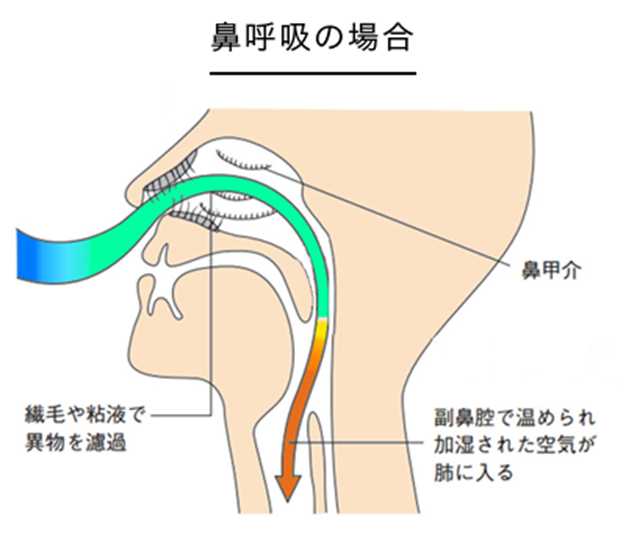 鼻呼吸の場合